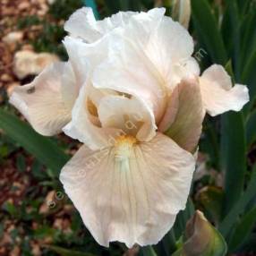 Iris 'Snow Cone'
