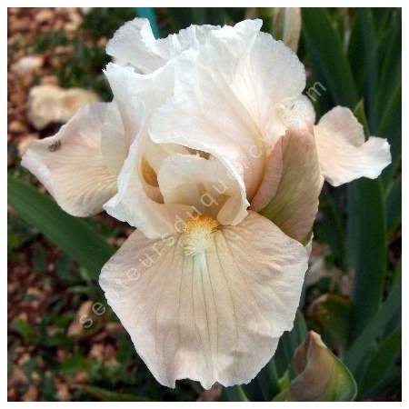 Iris 'Snow Cone'