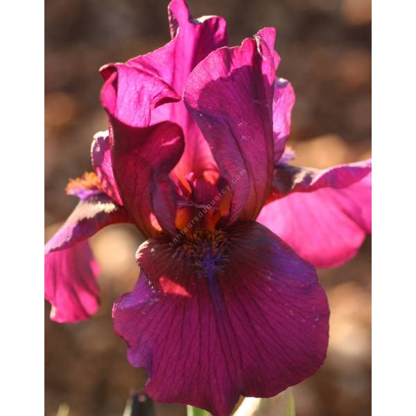 Iris 'Vamp' Iris 'Vamp'