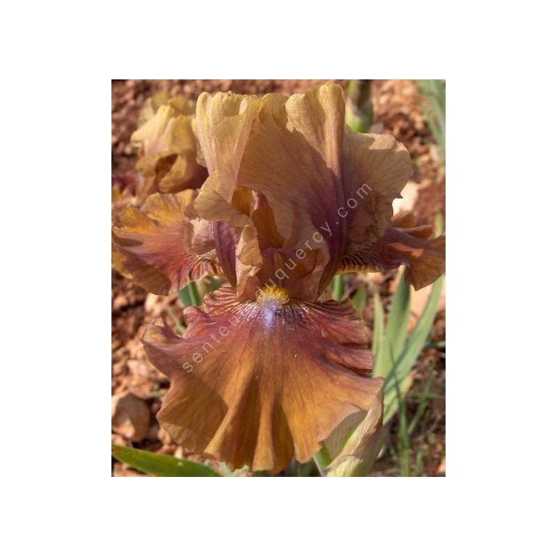 Iris 'Tan Tingo'
