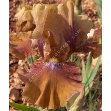 Iris 'Tan Tingo'