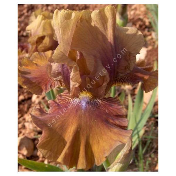 Iris 'Tan Tingo'