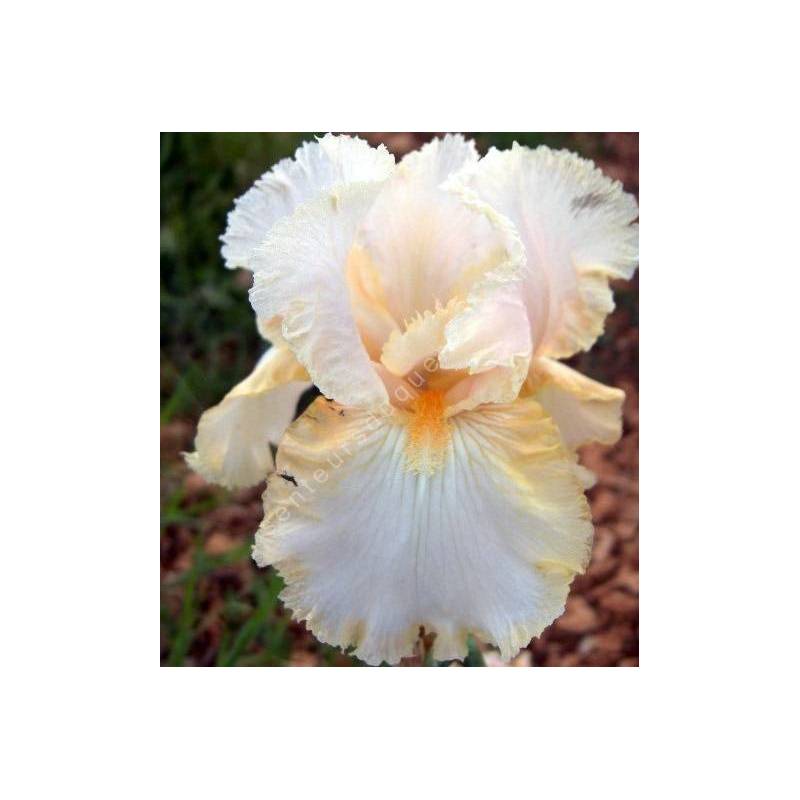 Iris 'Buffy'