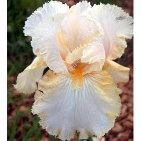 Iris 'Buffy'