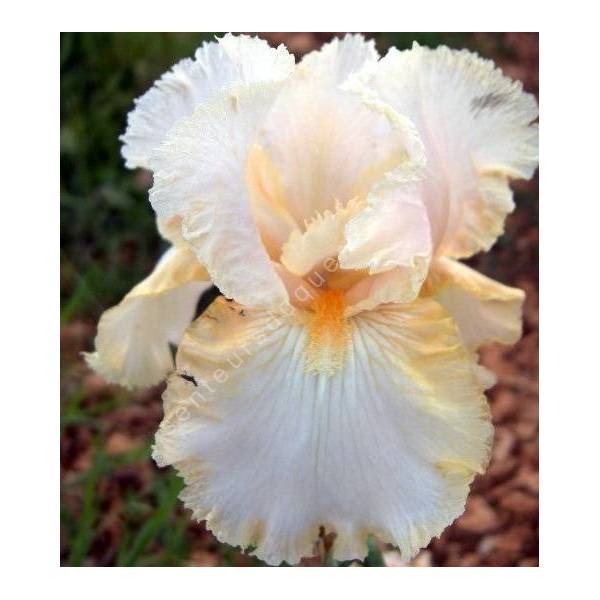 Iris 'Buffy'