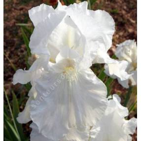 Iris 'Brother Carl'