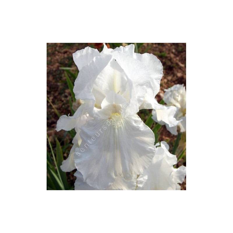 Iris 'Brother Carl'