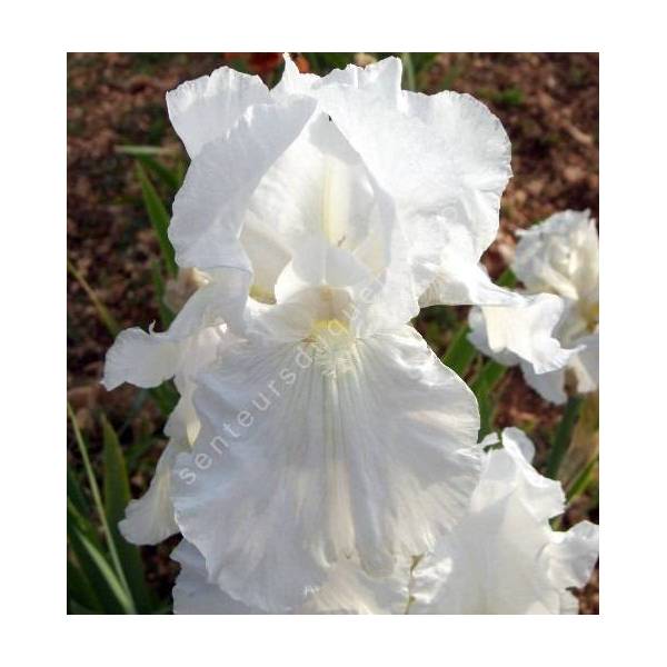 Iris 'Brother Carl'