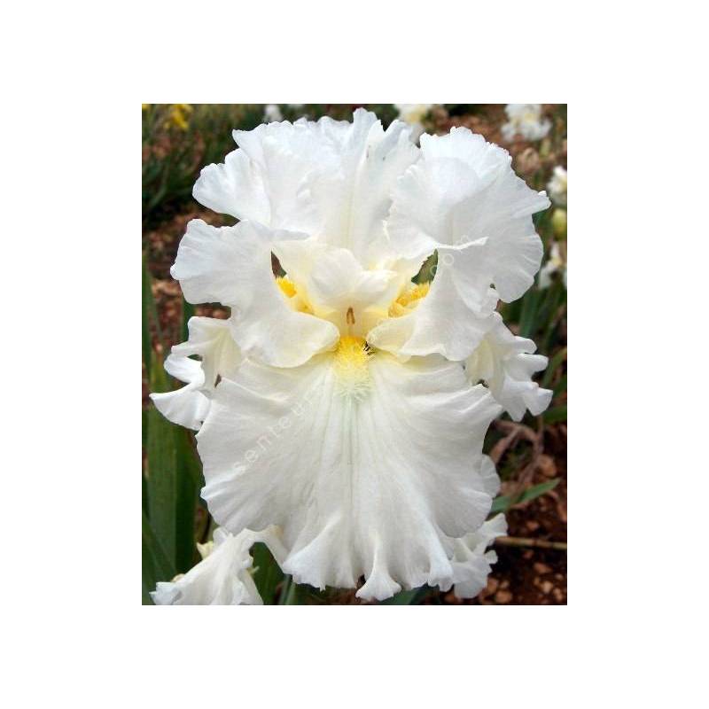 Iris 'Elizabeth Poldark'