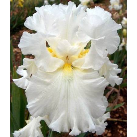 Iris 'Elizabeth Poldark'
