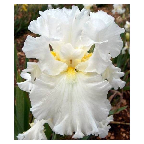Iris 'Elizabeth Poldark'