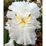 Iris 'Elizabeth Poldark'