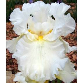 Iris 'Elizabeth Poldark'
