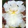 Iris 'Elizabeth Poldark'