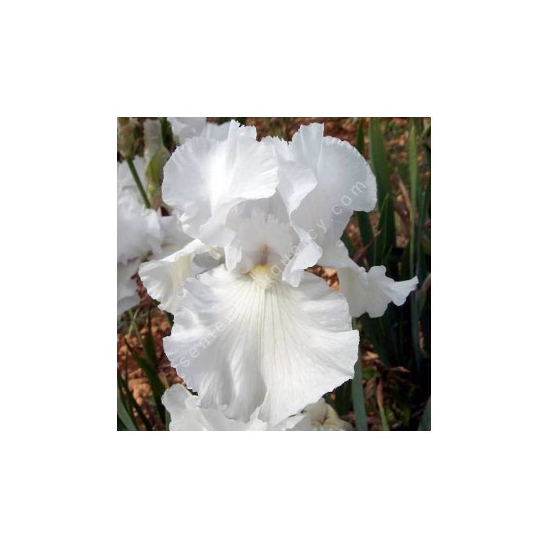 Iris 'Frison Roche'