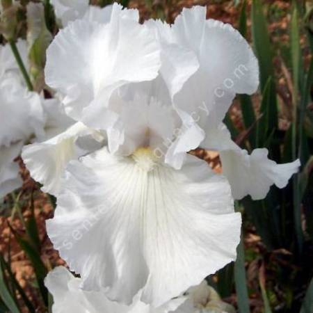 Iris 'Frison Roche'