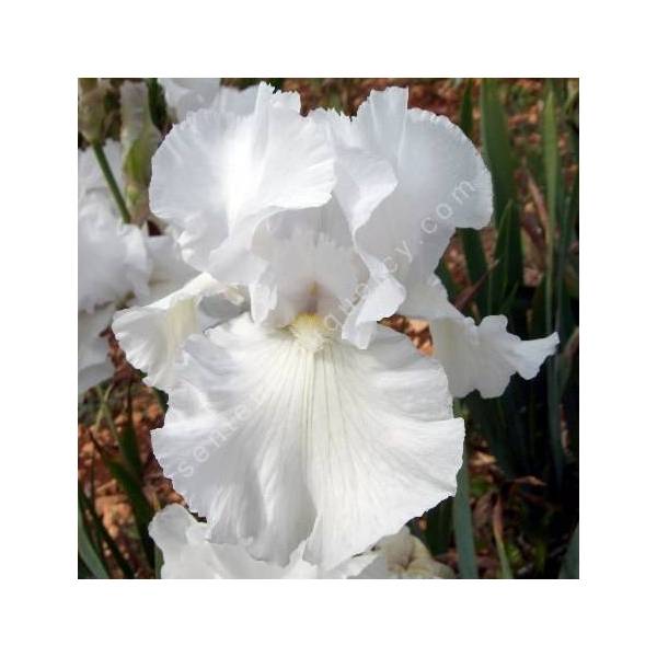 Iris 'Frison Roche'