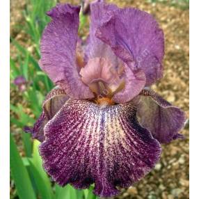 Iris 'Porta Villa'