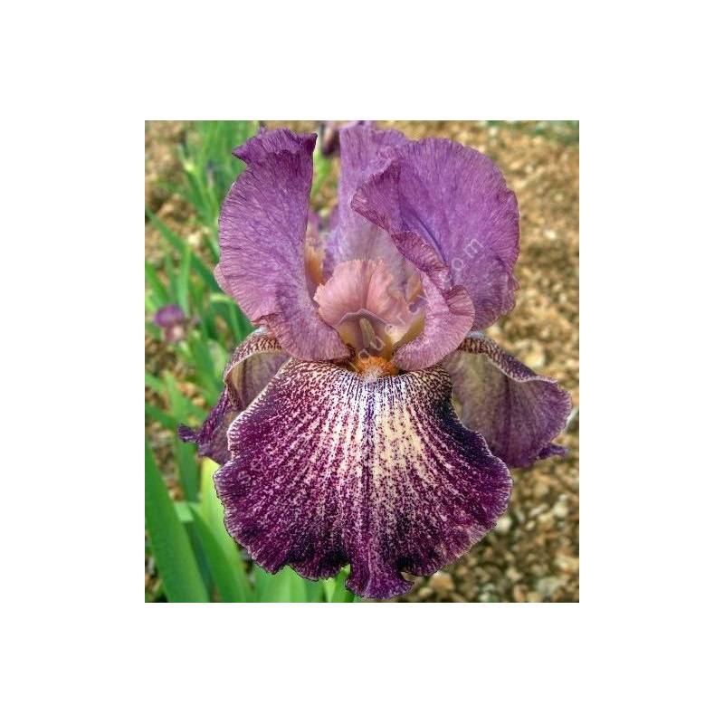 Iris 'Porta Villa'