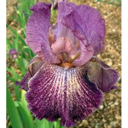 Iris 'Porta Villa'