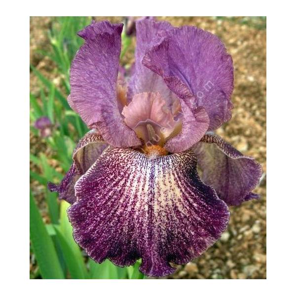 Iris 'Porta Villa' Iris 'Porta Villa'