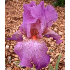 Iris 'Enchanted World'