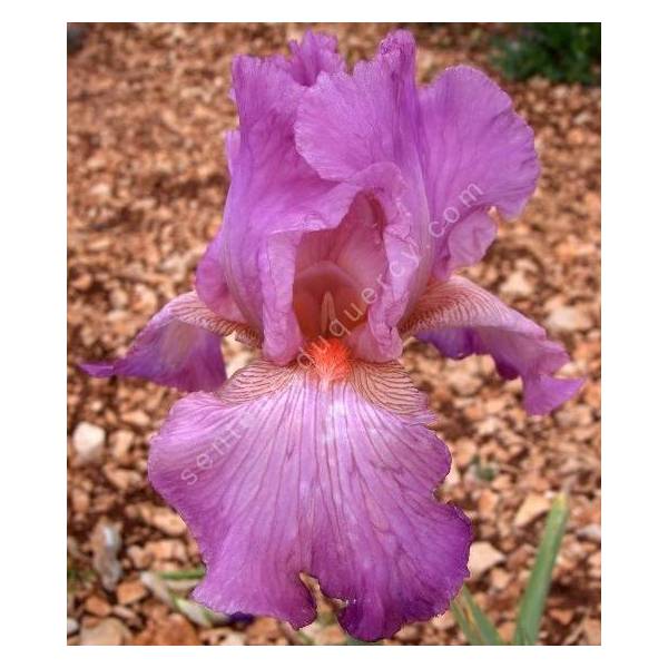 Iris 'Enchanted World' Iris 'Enchanted World'