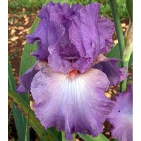 Iris 'Designing Woman'