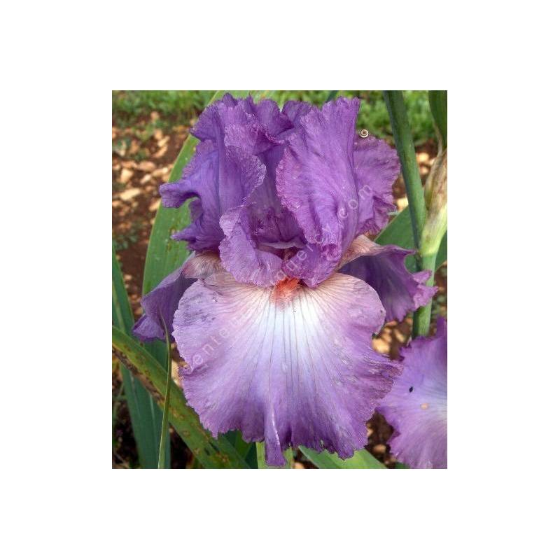 Iris 'Designing Woman'