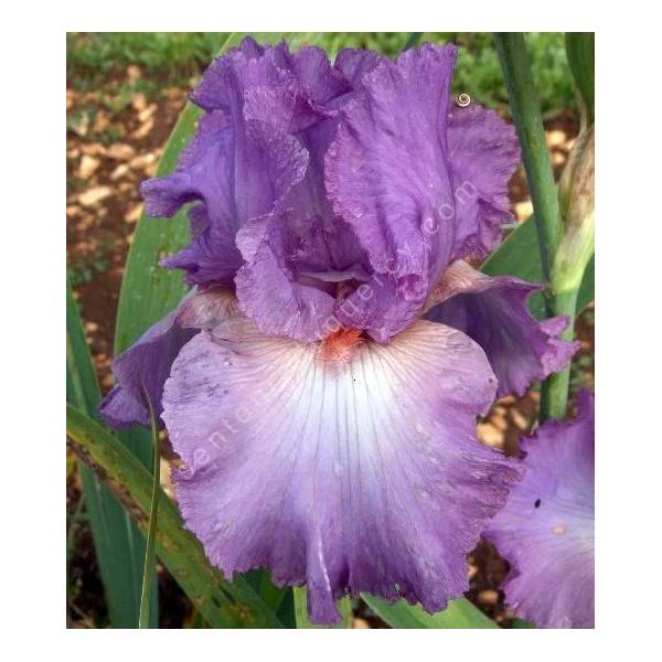 Iris 'Designing Woman'