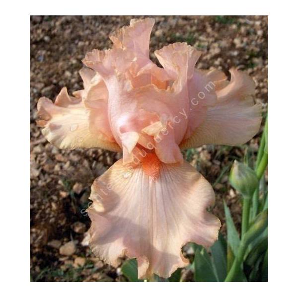 Iris 'Buisson de Rose'