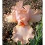 Iris 'Buisson de Rose'