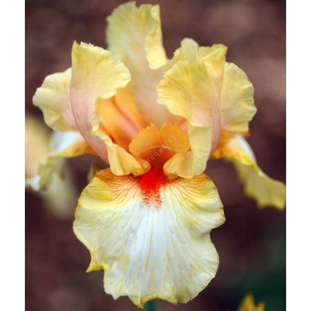 Iris 'Crème de Melon'