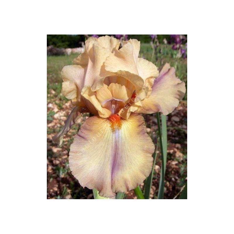 Iris 'Caramel'