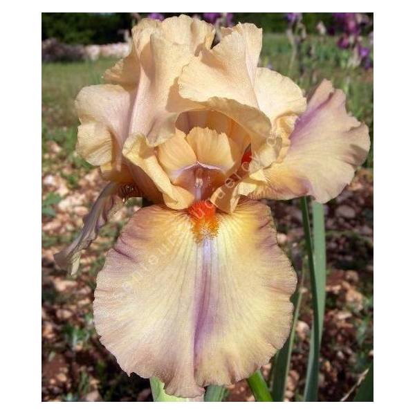 Iris 'Caramel'