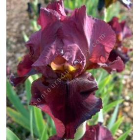 Iris 'Avenging Angel'