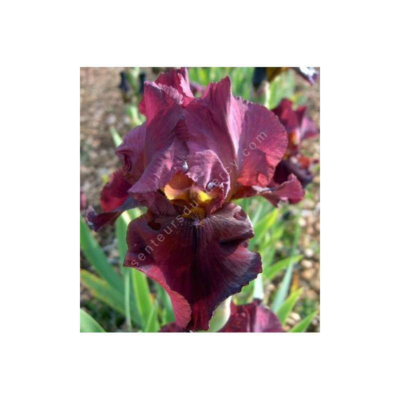 Iris 'Avenging Angel'