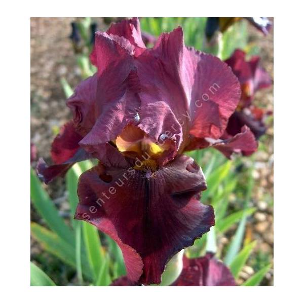 Iris 'Avenging Angel' Iris 'Avenging Angel'