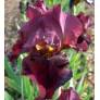 Iris 'Avenging Angel'