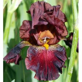 Iris 'Bianca Micheletta'