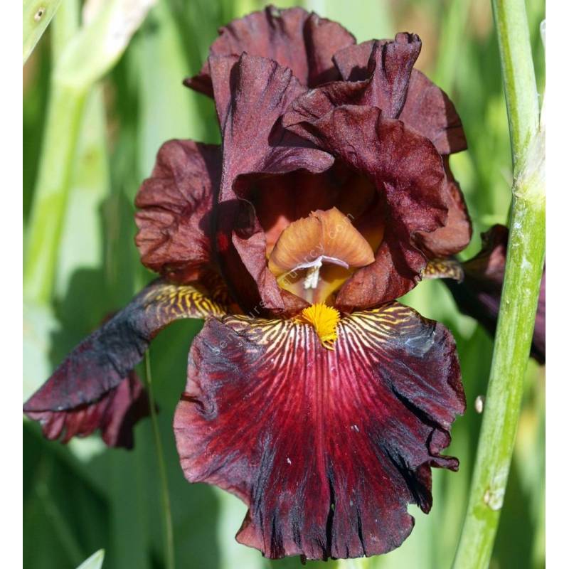 Iris 'Bianca Micheletta'