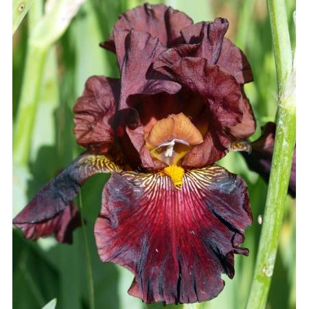 Iris 'Bianca Micheletta'