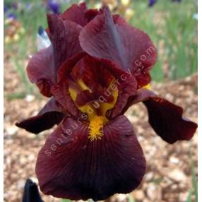 Iris 'Caliente'