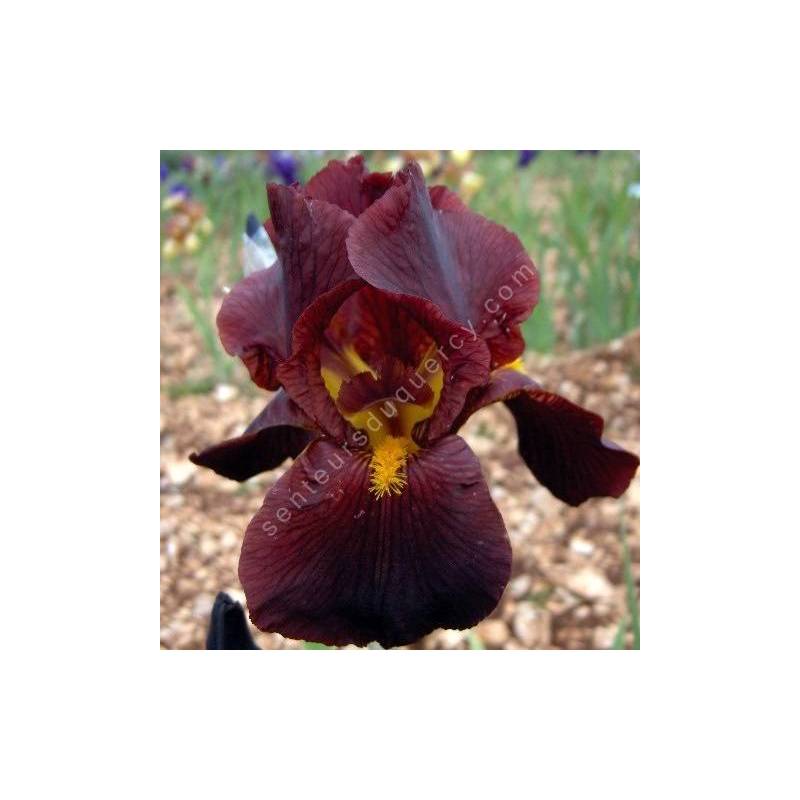 Iris 'Caliente'