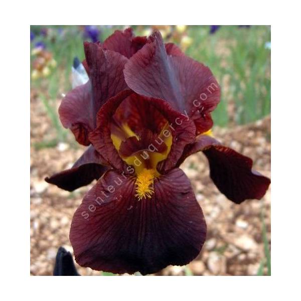 Iris 'Caliente'