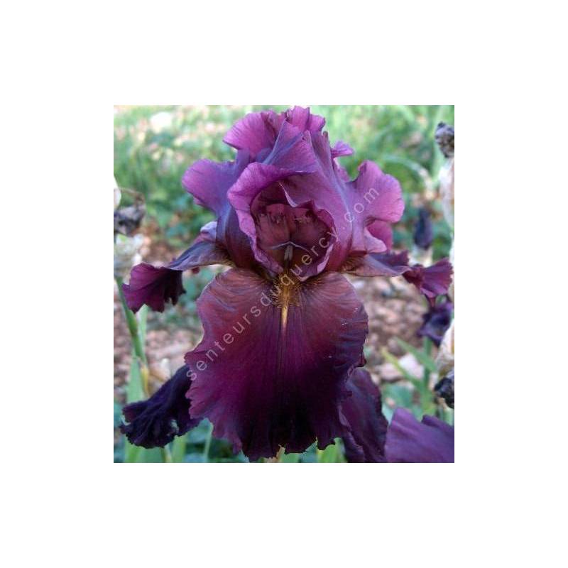 Iris 'Crackling Burgundy'