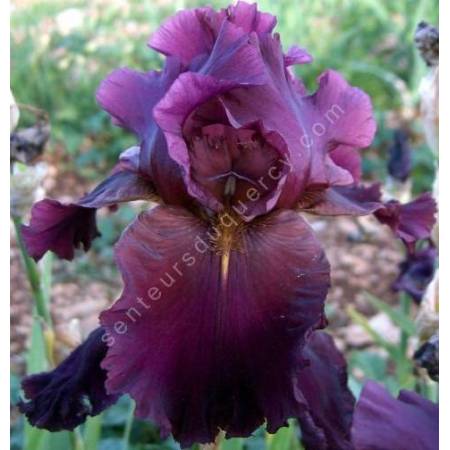 Iris 'Crackling Burgundy'