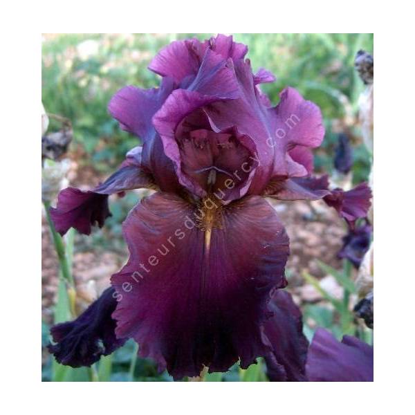 Iris 'Crackling Burgundy'