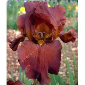 Iris 'Dutch Chocolate'