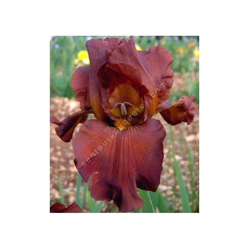 Iris 'Dutch Chocolate'